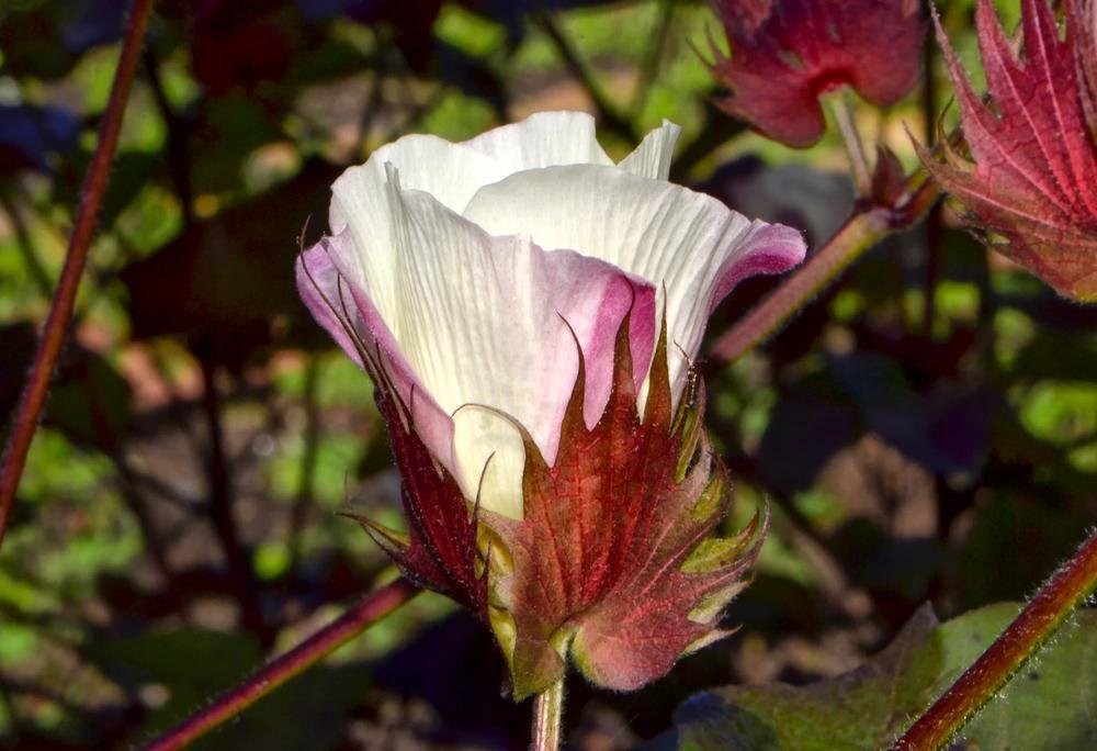 Gossypium hirsutum